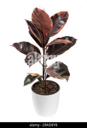 Ficus elastica ruby with red and green leaves growing in white ceramic pot isolated on blank background Stock Photo