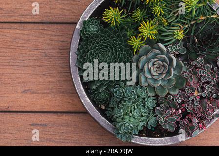 Succulent plants in a planter on a wooden table shot from above. Stock Photo