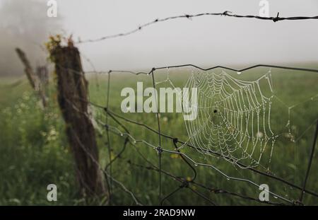 Close up of dew covered spider web on a wire fence in the fog. Stock Photo