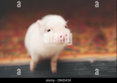pig smiling on a doorstep Stock Photo