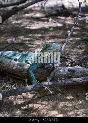 A green female Iguana Yuana lies quietly but alert on a piece of wood in the Washington Slagbaai National Park, Bonaire. Its leg hangs down the branch. Stock Photo