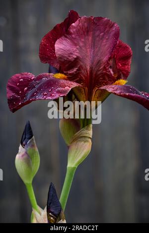 beautiful blooming iris flower with water drops on dark grey background Stock Photo