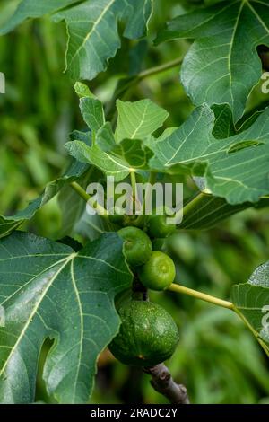 green figs growing on a leafy tree close-up, figs growing wild, croatian fig tree, green leaves on a fig tree with ripening figs. Stock Photo