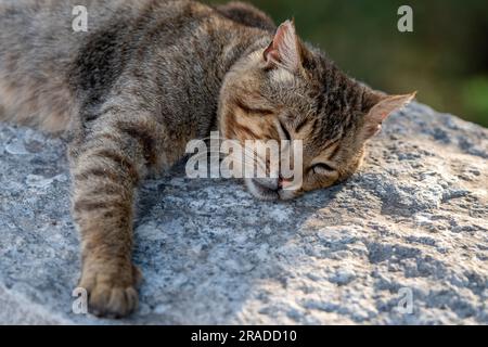 cute cat sleeping on a rock in the sunshine, tabby cat asleep in the sun, cat taking it easy, tabby cat sleeping, cute tortoiseshell cat sleeping. Stock Photo