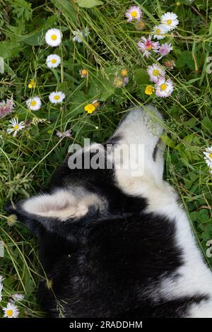 photo Husky dog lying on the grass and sniffing daisies, top view Stock Photo