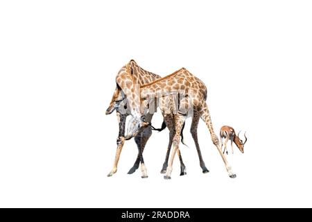 Two bull giraffes fighting with their necks, called necking, in the Mpumalanga Province of South Africa. Isolated on white Stock Photo