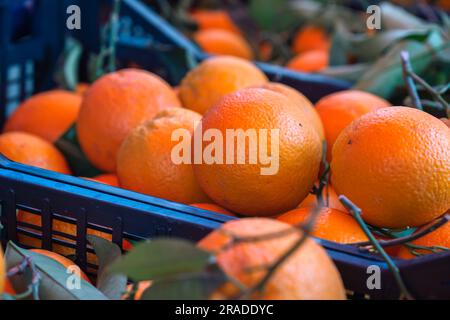 Sicilian oranges on food market Ballaro in Palermo Stock Photo