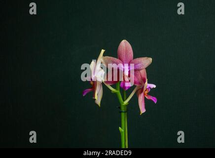 Photograph of a Phalaenopsis orchid against a black background. Stock Photo