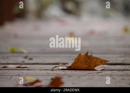 Nice bokeh of an autumn leaf on the bridge of El Preventorio in Alcoy Stock Photo