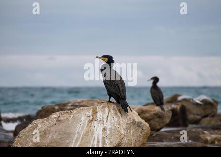 Two cormorants on breakwater in El Campello beach, Alicante Stock Photo