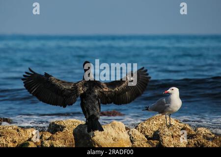 Cormorant phalacrocorax capensis drying its wings in the sun next to seagull Ichtuyaetus audouinii on El Campello beach Stock Photo