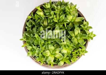 Haworthia Cooperi rosette succulent with thick translucent leaves isolated on a white background. Stock Photo