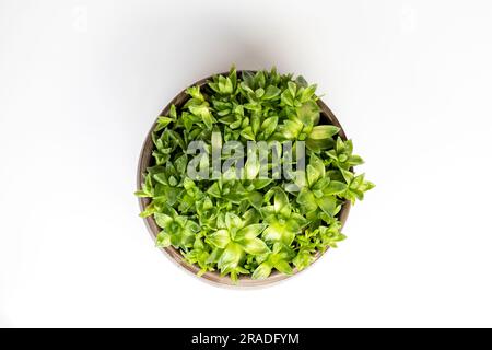 Haworthia cooperi in a ceramic pot top view isolated on a white background Stock Photo