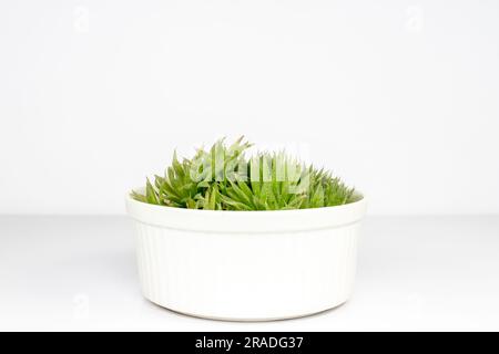 Haworthia with a thick translucent leaves in a beautiful ceramic pot isolated on white background Stock Photo