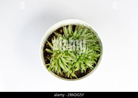 Beautiful haworthia succulent plant in a ceramic pot. Top view. Stock Photo
