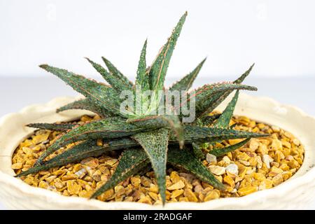 aloe vera fake 18in Long Faux Aloe Plant In Pot