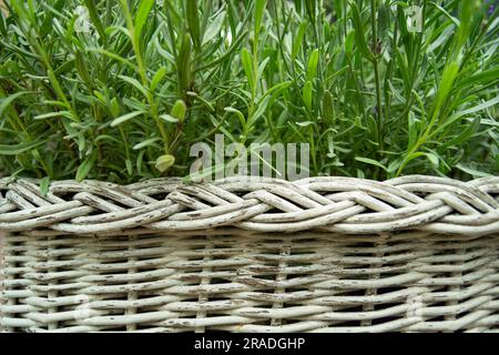 Close-up of green lavender leaves in a wicker basket, garden background Stock Photo