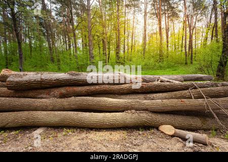 Cut down long tree trunks lying in a pile in the green spring forest Stock Photo