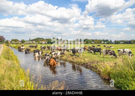 Cows cooling down, going to swim, taking a bath and standing in a creek, reflection in the water, wading and drinking in a ditch Stock Photo