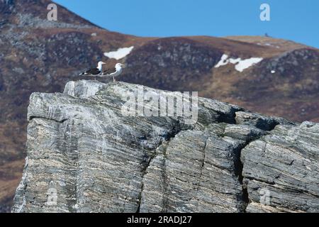 Seagulls sitting on a rock in fjord in Norway. rough stone structure. Wild birds. Fishing paradise in Selje region Stock Photo