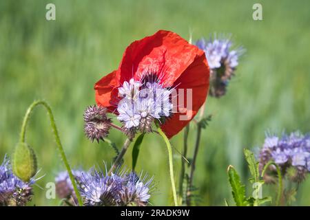 Poppy flower isolated in cornfield. Blue cornflowers with in foreground. Landscape shot with flowers. Stock Photo