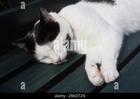 Sleeping domestic cat Stock Photo