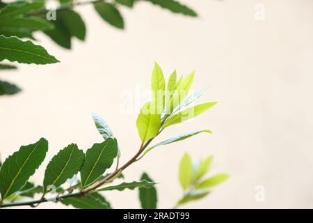 Frame of bay leaves on white background, copy space Stock Photo