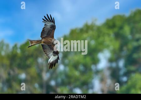 Red kite (Milvus milvus) flying by in front of green trees in summer Stock Photo