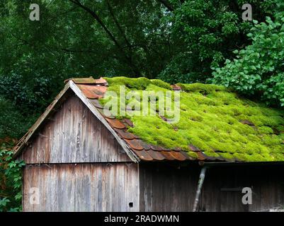 Tiled roof covered with moss on old wooden hut Stock Photo