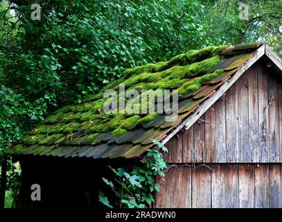 Tiled roof covered with moss on old wooden hut Stock Photo