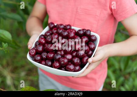Closeup of child hand holding large plate of ripe red cherries picked from tree in home garden. Healthy organic cherry, summer harvest season. Selecti Stock Photo