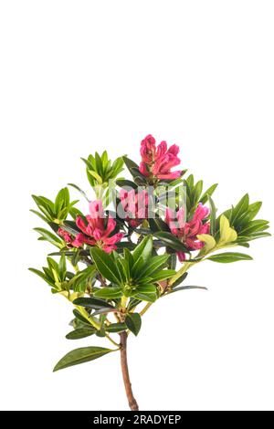 Rusty leaved alpenrose isolated on white background Stock Photo