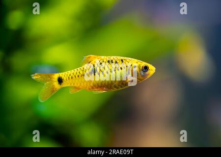 chinese barb (Puntius semifasciolatus) swimming in a fish tank with blurred background Stock Photo
