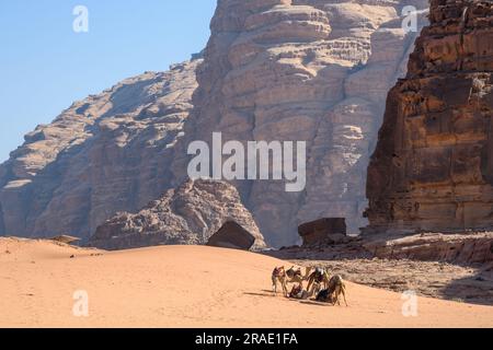 Wadi Rum, Jordan - December 19, 2022: Camel caravan resting among the majestic rocks in the sands of Wadi Rum in Jordan. Stock Photo