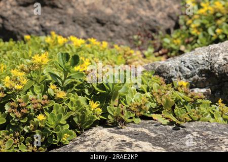 Sedum kamtschaticum var. floriferum 'Weihenstephaner Gold' (Synonym - Sedum floriferum 'Weihenstephaner Gold') Stock Photo