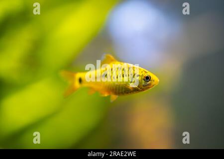 selective focus of a chinese barb (Puntius semifasciolatus) swimming in a fish tank with blurred background Stock Photo
