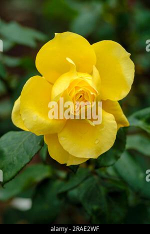 Rose flower Government Rose Garden Centenary Rose Park in Vijayanagaram at Ooty Udhagamandalam, Nilgiris, Tamil Nadu, South India, India, Asia Stock Photo