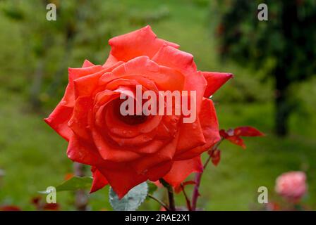 Rose flower Government Rose Garden Centenary Rose Park in Vijayanagaram at Ooty Udhagamandalam, Nilgiris, Tamil Nadu, South India, India, Asia Stock Photo