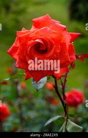 Rose flower Government Rose Garden Centenary Rose Park in Vijayanagaram at Ooty Udhagamandalam, Nilgiris, Tamil Nadu, South India, India, Asia Stock Photo