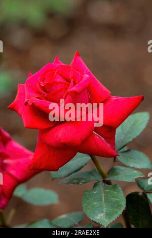 Kardinal rose flower Government Rose Garden Centenary Rose Park in Vijayanagaram at Ooty Udhagamandalam, Nilgiris, Tamil Nadu, South India, India Stock Photo