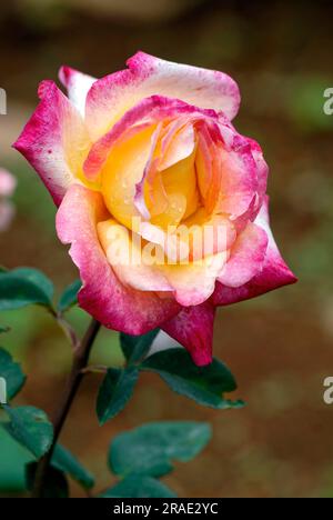 Malcolm Sargent rose flower Government Rose Garden Centenary Rose Park in Vijayanagaram at Ooty Udhagamandalam, Nilgiris, Tamil Nadu, South India Stock Photo