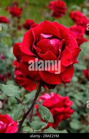 Rosenrot Tantau rose flower Government Rose Garden Centenary Rose Park in Vijayanagaram at Ooty Udhagamandalam, Nilgiris, Tamil Nadu, South India Stock Photo