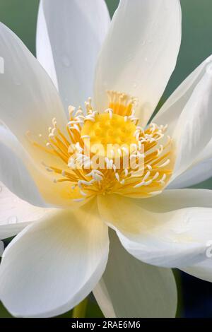 Lotos (Nelumbo), Lotos flower, Lotos (lotus) Stock Photo
