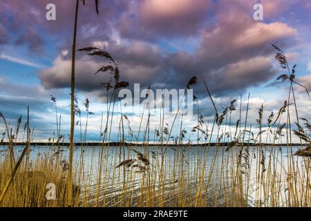 Landscape. Sunrise on the Baltic Sea. Tall grass, sea and cloudy sky. High quality photo Stock Photo