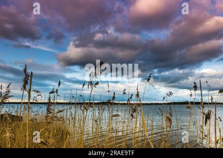 Landscape. Sunrise on the Baltic Sea. Tall grass, sea and cloudy sky. High quality photo Stock Photo