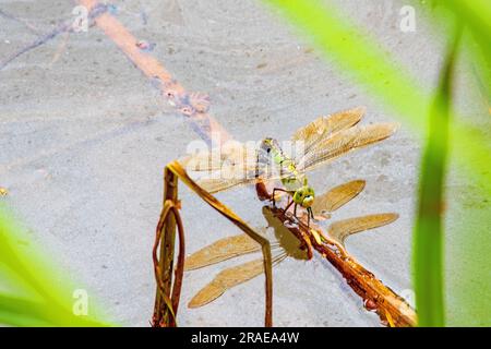 Big dragonfly with its wings spread on a twig Stock Photo - Alamy