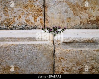 Green plant with violet colored flowers growing between large sandstone blocks. Stock Photo