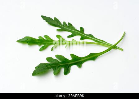 Rucola (Eruca vesicaria sativa) rocket, salad rocket, garden rocket,  rugola, roquette Stock Photo - Alamy