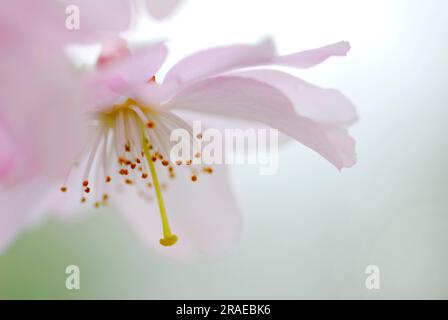 Japanese cherry (Prunus sargentii) Stock Photo