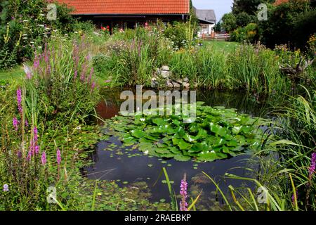 Garden pond with european white water lily (Nymphaea alba), purple loosestrife (Lythrum salicaria) and pondweed (Nymphoides peltata) Stock Photo